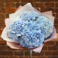 Голубые гортензии 
